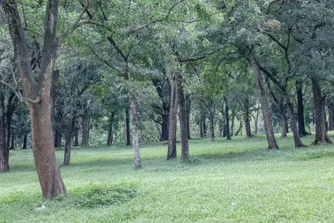 Forest tree rows over a wide green grass carpet Stock Photos