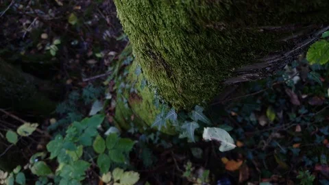 Forest Tree Scape Wrapped With Moss, Cinematic Top Down Close Up Macro View Stock Footage 121526272