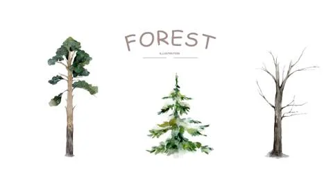 Forest tree. Set spruce trees isolated on white background. Stock Illustration