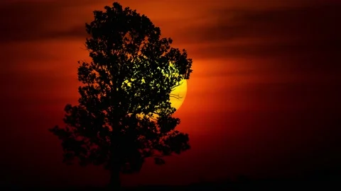 Forest Tree Silhouette Nature Landscape Stock Footage 239948874
