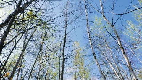 Forest Tree Sky Stock Footage 272931843