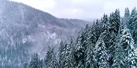 Forest tree with snow, freshness snow-covered, countryside fresh Stock Footage 281073964