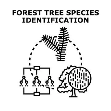 Forest tree species identification and classification concept Stock Illustration