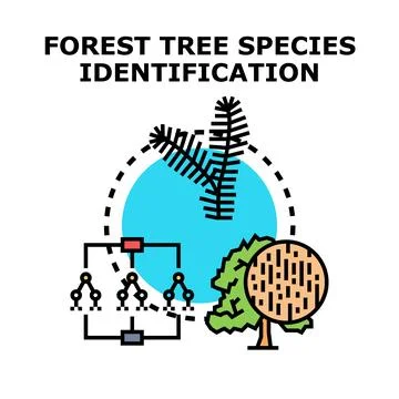 Forest tree species identification and classification concept Stock Illustration