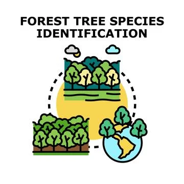 Forest tree species identification and biodiversity investigation Stock Illustration