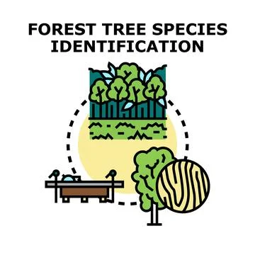 Forest tree species identification research process Stock Illustration