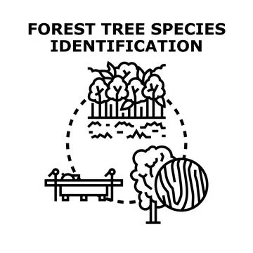 Forest tree species identification research process Ilustración de archivo