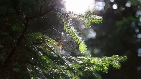 In the forest on the tree spider web with a spider on the background of the sun Video stock 101724772