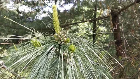 Forest tree spring detail Video stock 240933634