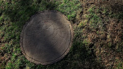Forest tree stub sun shadow nobody hd footage Stock Footage 106397553