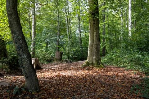 A forest with a tree stump in the middle of the forest Stock Photos