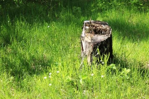 Forest tree stump Stock Photos