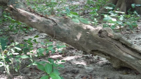 Forest Tree Stump with Roots and Log 스톡 동영상 329389169