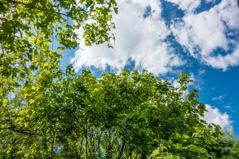 Forest tree summer Stock Photos