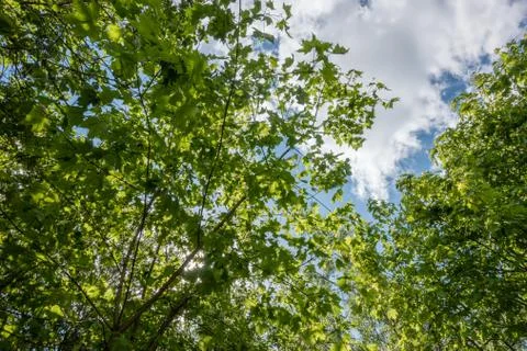 Forest tree summer Stock Photos