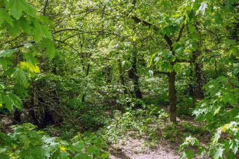 Forest tree summer Stock Photos