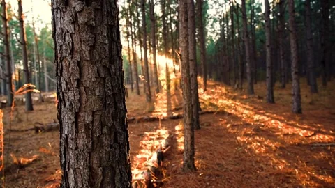 Forest tree Sunray Stock-Footage 272181475
