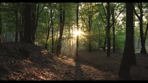 Forest tree sunrays nature Stock-Footage 273698127