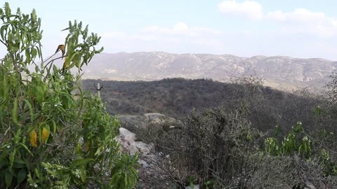 Forest tree swaying in wind. Stock Footage 170239029
