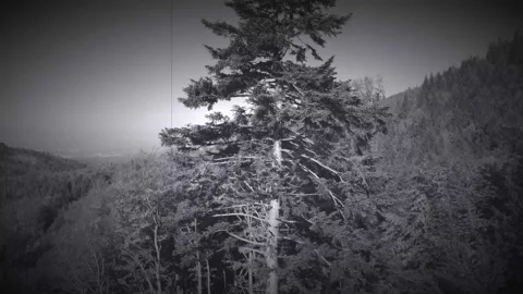 Forest Tree Tall Aerial View Silent Era Style Stock Footage 236951712
