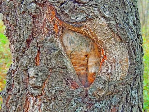Forest tree with thickened bark Stock Photos