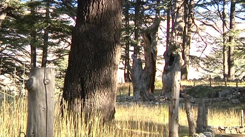 Forest tree tilt Stock Footage 58209542