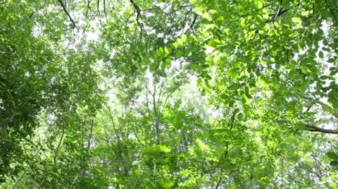 Forest, tree top Stock Footage 22042548
