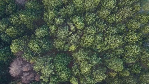 Forest tree tops from above vertical drone shot Stock Footage 78584085