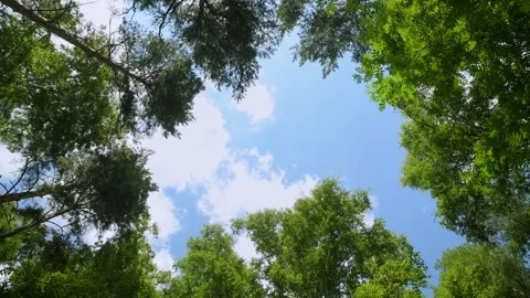 Forest tree tops against the sky. Stock Footage 317763565