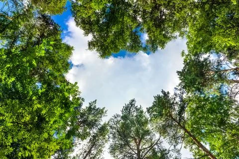 Forest tree tops against the sky. Green pines and birches in summer. Stock Photos