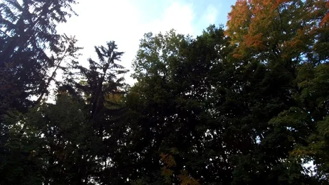Forest Tree Tops Canopy Street View Driveby First Person View Fpv Stock Footage 121196560