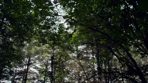 FOREST TREE TOPS Stock Footage 105414415