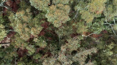 Forest - Tree tops Stock Footage 105803450