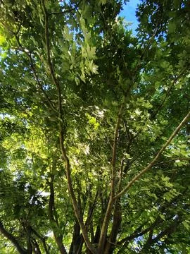 Forest tree tops light canopy nature leaf summer sun green yard leafs leafy Stock Photos