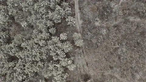 Forest tree tops under first snow 4K drone video Stock Footage 99775519