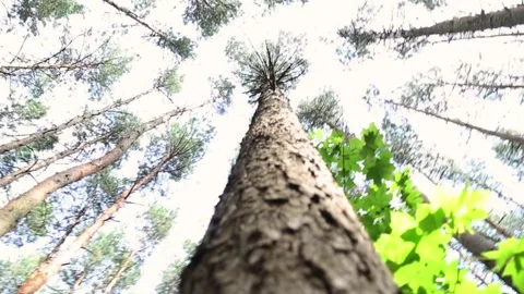 Forest tree trunk base perspective looking upward through canopy Stock Footage 313267331
