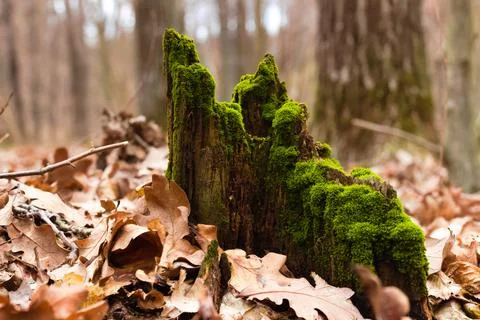Forest tree trunk covered with moss. Stock Photos