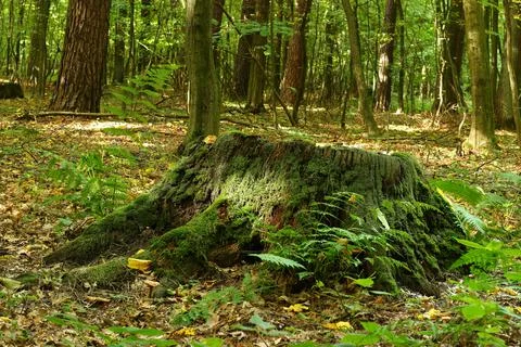 Forest tree trunk covered with moss. Foto stock