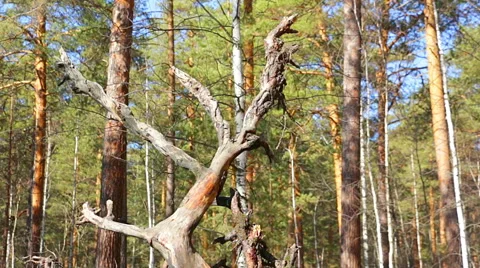 Forest, tree trunk Stock Footage 49733565