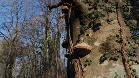 Forest, tree trunk Stock Footage 126072868