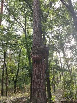 Forest tree trunk with large burl in sunlight Stock Photos