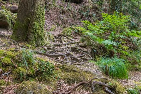 Forest with tree trunk with roots Stock Photos