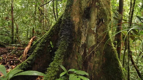 Forest Tree Trunk, Schwaner Muller Mountains, Borneo Stock Footage 142863115