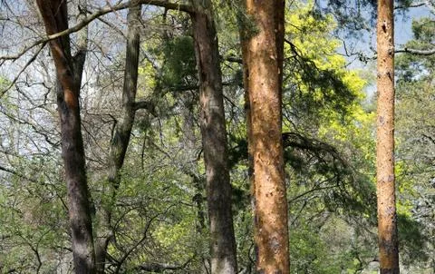Forest tree trunks closeup Stock Photos