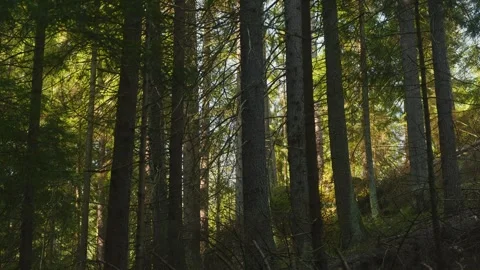 Forest tree trunks, natural light and shadow, morning forest scene Stockbeeldmateriaal 331783638