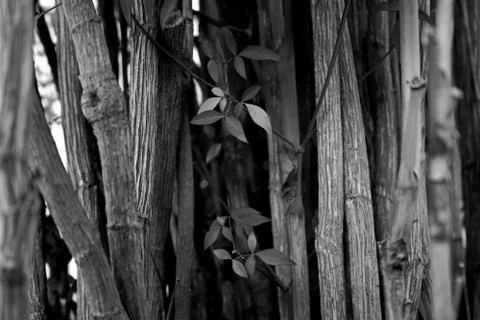 Forest Tree Trunks Foto stock