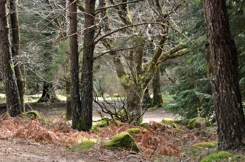 Forest with tree trunks Stock Photos