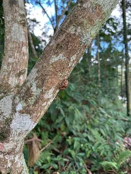 Forest tree with unique fungus Stock Photos