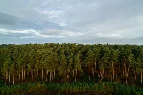 Forest Treeline Foto stock