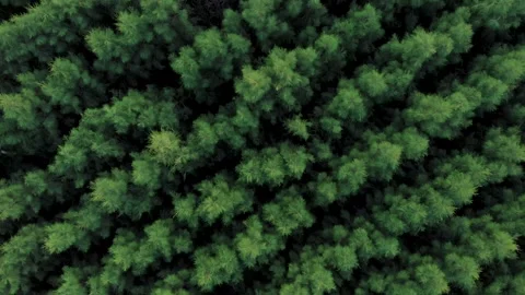 Forest trees 4k drone shot Stock Footage 135739499